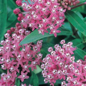 Hardy Perennials and Shrubs for an Easy-Care Garden | D'oh!-I-Y